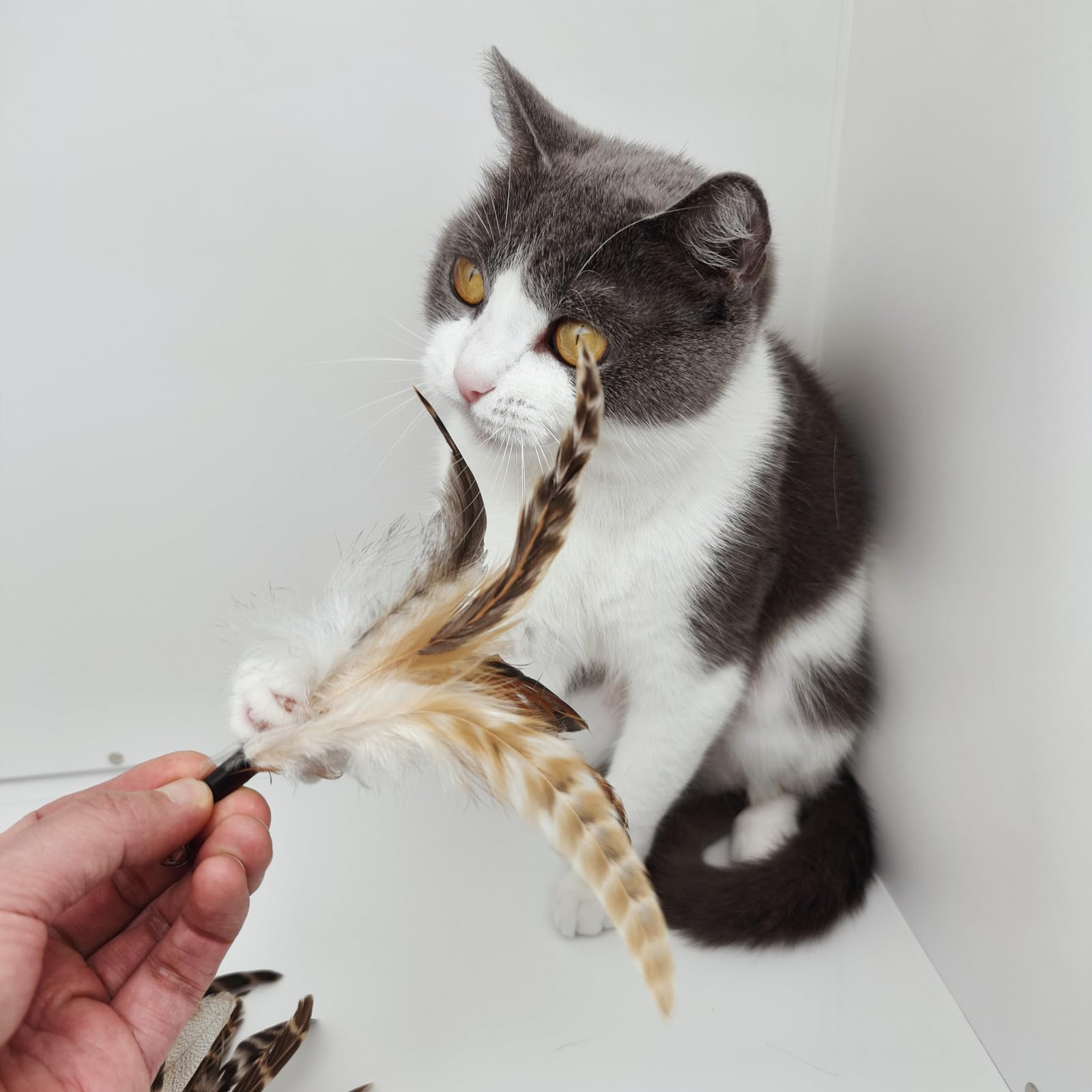 miwoowim Natural unstained Feathers,8PCS Cat Feather Toys Replacement Wand Toy Refills, Cat Feathers Refill for Indoor Cats,Perfect Wand Attachments